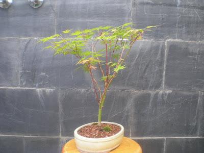 Acer Palmatum Phoenix , el tercero desde plantón  .