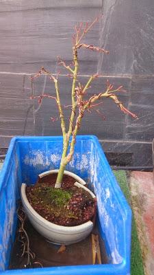 Acer Palmatum Phoenix , el tercero desde plantón  .