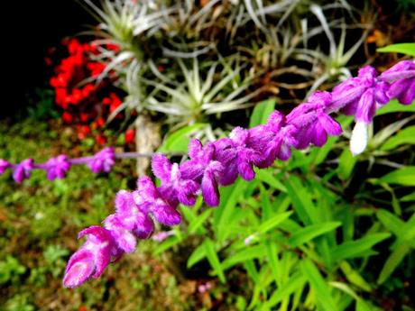 El jardín de La Saleta en otoño, del 1 al 30 de noviembre de 2015. Saleta's Garden in autumn, November 1-30, 2015.