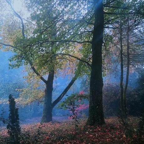 El jardín de La Saleta en otoño, del 1 al 30 de noviembre de 2015. Saleta's Garden in autumn, November 1-30, 2015.