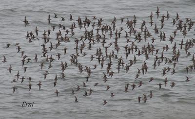 AVES COLATERALES DEL TEMPORAL