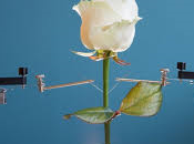 Amor biónico