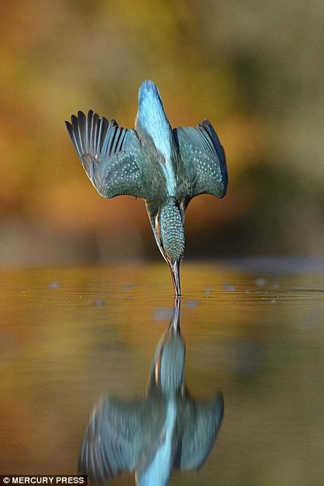 He was aiming to snap the moment the kingfisher dove into the water without making a splash