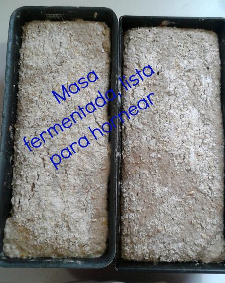 masa fermentada