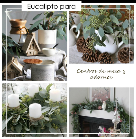 Eucalipto para decorar la Navidad