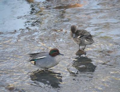 Censos periódicos (1): Cercetas