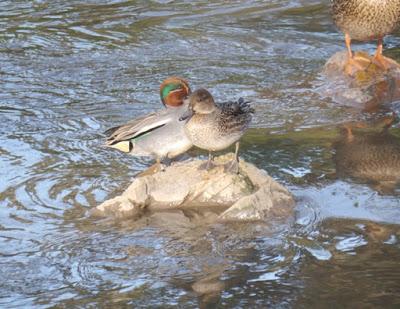 Censos periódicos (1): Cercetas