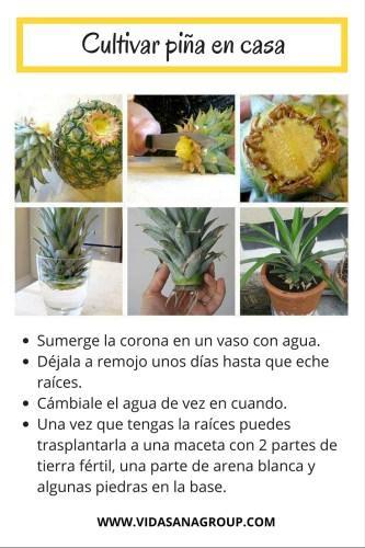 Esta es una idea para tener una planta de piña en casa. Cultivar una piña en casa es barato, fácil y una ideal original para tener una planta tropical que le dará un rico aroma a tu hogar.