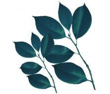 Naturae, la Línea Natural de Germaine de Capuccini