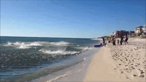 Cientos de tiburones en Panama City no dejan entrar a los bañistas a la playa
