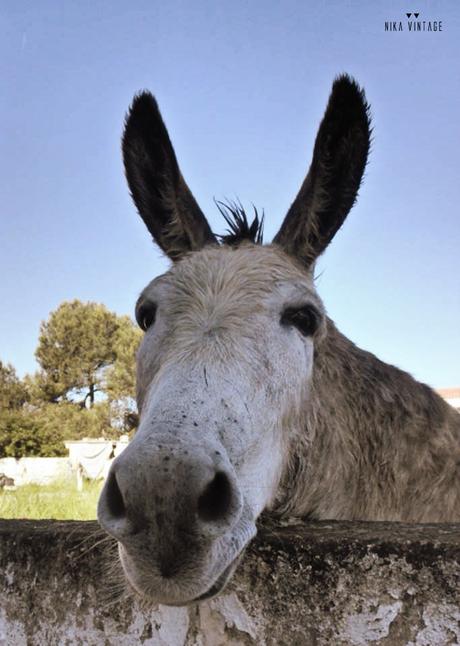 hoy-compartimos-fiesta-de-enlaces-blog-hop-desafio-fotografico