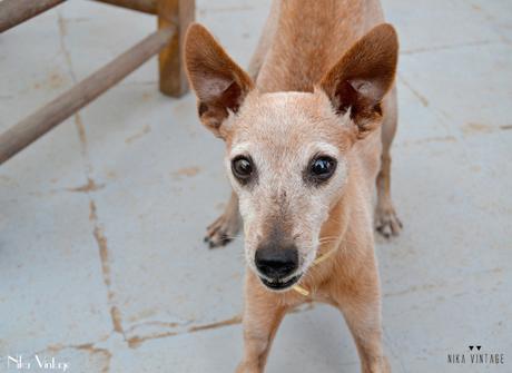 hoy-compartimos-fiesta-de-enlaces-blog-hop-desafio-fotografico