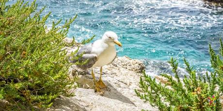 Gaviota coqueta en la isla de Córcega Francia