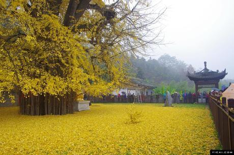 Un antiguo árbol Ginkgo chino despide un océano de hojas doradas