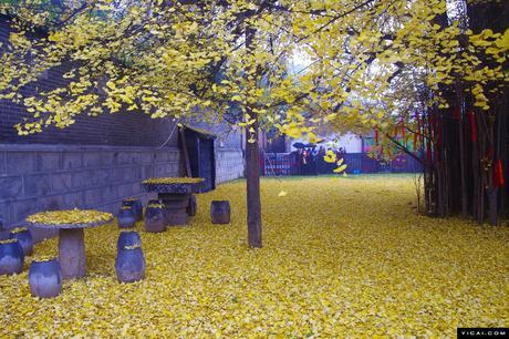 Un antiguo árbol Ginkgo chino despide un océano de hojas doradas