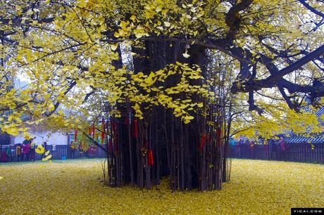 Un antiguo árbol Ginkgo chino despide un océano de hojas doradas