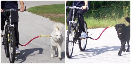En bicicleta con tu perro