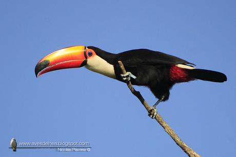 Tucán grande (Toco Toucan) Ramphastos toco