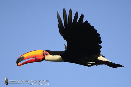 Tucán grande (Toco Toucan) Ramphastos toco