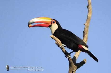Tucán grande (Toco Toucan) Ramphastos toco