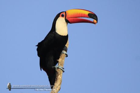 Tucán grande (Toco Toucan) Ramphastos toco
