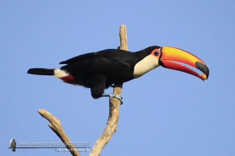 Tucán grande (Toco Toucan) Ramphastos toco