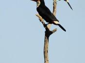 Historia triste tucanes