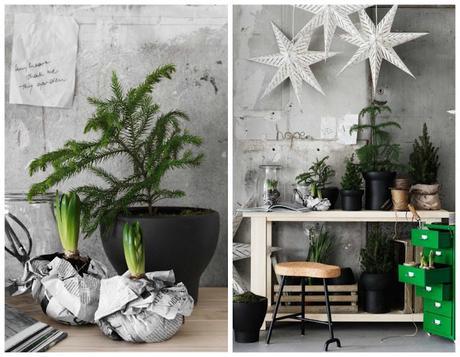 Pequeños árboles de Navidad