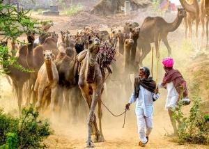 Mercado_de_camellos_Pushkar