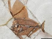 PALEOFICHA: Exellia spp.