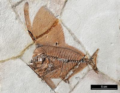 PALEOFICHA: Exellia spp.