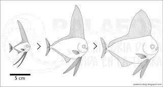 PALEOFICHA: Exellia spp.