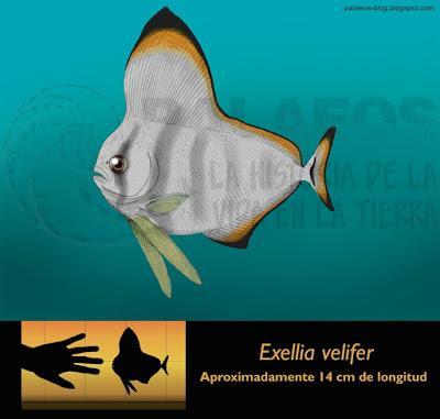 PALEOFICHA: Exellia spp.