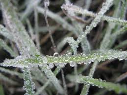 Caricias de diciembre