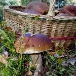 Sacar partido a los alimentos de otoño.