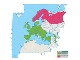 Pinzones reales por Gozón