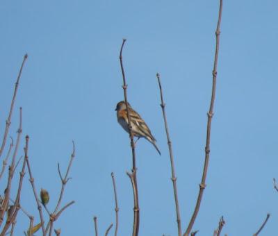 Pinzones reales por Gozón
