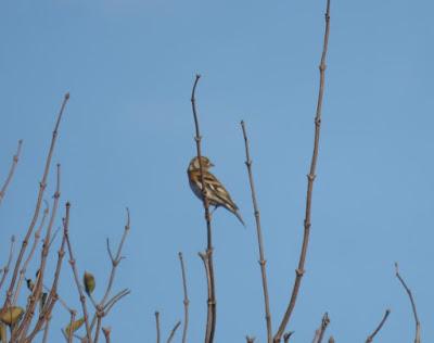 Pinzones reales por Gozón