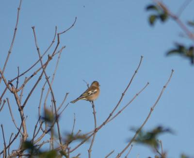Pinzones reales por Gozón