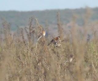 Pinzones reales por Gozón