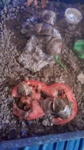 La mascota perfecta – El Caracol La mascota perfecta – El Caracol