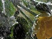 veces, cuando llueve...