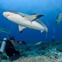 Descubriendo Maldivas: Tiburones