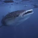 Descubriendo Maldivas: Tiburones