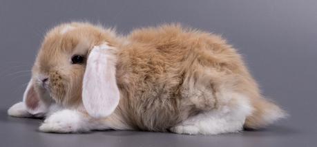 Dos conejos espectaculares:  Belier de orejas blancas y Belier Rex Merino