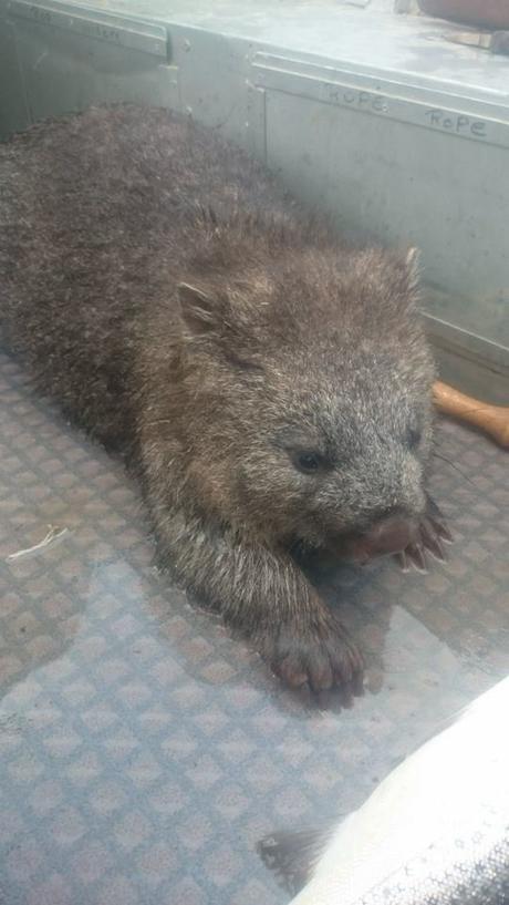 Pescadores rescatan a un Wombat en medio de un lago