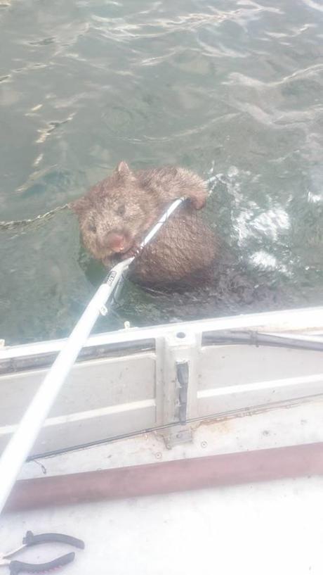 Pescadores rescatan a un Wombat en medio de un lago