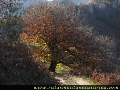 Ruta Víboli Peña Subes y Sen Mulos: Camino a la collada Granceno