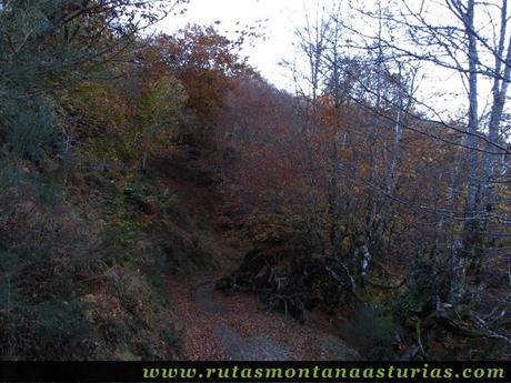 Ruta Víboli Peña Subes y Sen Mulos: Bosque