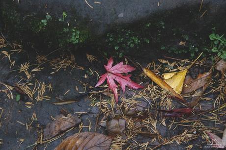 November Obsession...